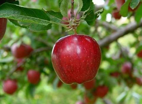 https://shp.aradbranding.com/قیمت خرید سیب مراغه درختی با فروش عمده